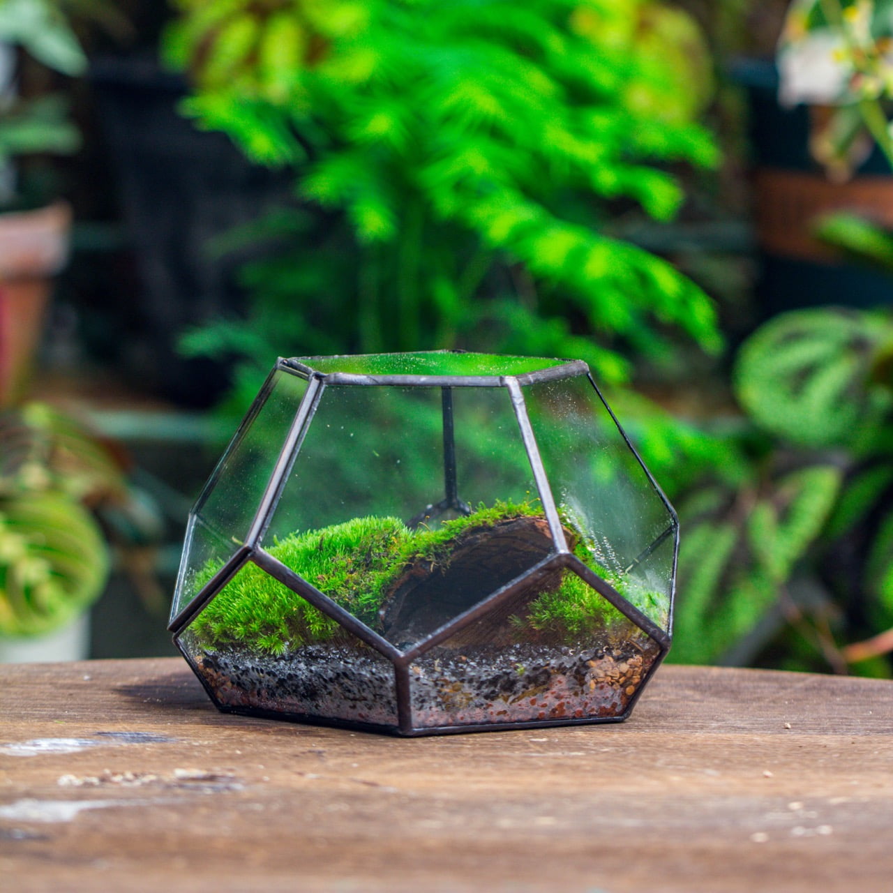 NCYP Mini Glass Close Terrarium, Planter with Lid, for Cactus, Succulents, Moss,