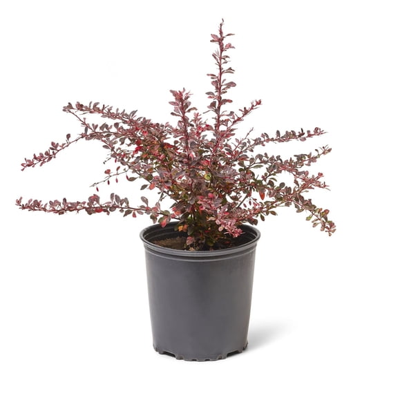 2 Gallon (7.5L) Rose Glow Barberry (Berberis) Shrub
