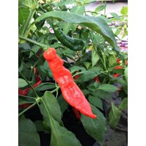 Ghostly Jalapeno Hot Pepper Premium Seeds Packet Bhut Jolokia