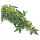 thumbnail image 5 of Planta artificial para acuario, planta artificial verde, decoraciones falsas para acuarios, decoraciones para peceras, ultra sensibles, 5 of 8