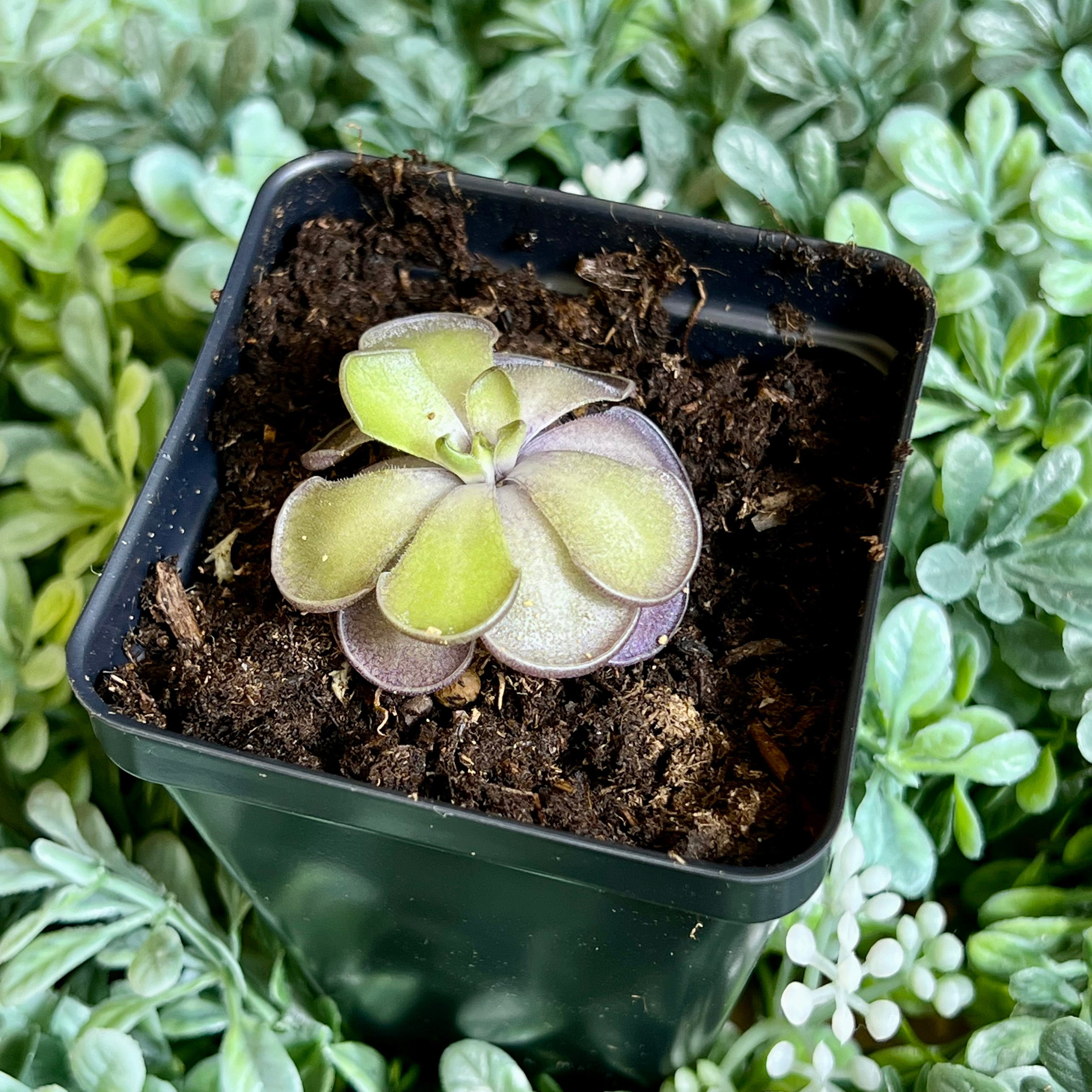 Bloomify Live Pinguicula cyclosecta – Rare Violet-Toned Mexican Butterwort, Rosette-Forming Carnivorous Plant, Effortless to Grow
