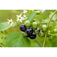 thumbnail image 4 of 100 GARDEN HUCKLEBERRY (Ground Cherry) Solanum Melanocerasum Berry Fruit Bush Seeds, 4 of 5