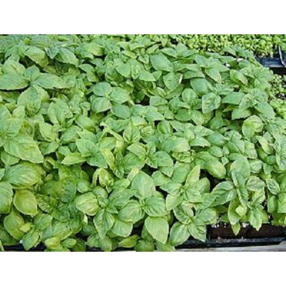 1000 Italian LARGE LEAF BASIL Ocimum Basilicum Herb Flower Seeds