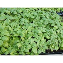 1000 Italian LARGE LEAF BASIL Ocimum Basilicum Herb Flower Seeds