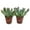 2 Plants, variant on Echeveria Pink Trumpet - Live Starter Plant in a 2 Inch Growers Pot - Rare and Colorful Compact Easy Care Succulent