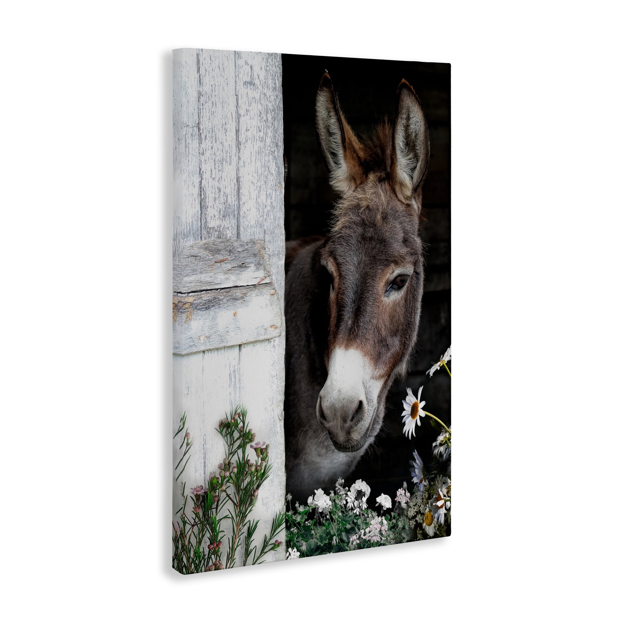 Stupell Industries Gentle Donkey Peering from Barn Canvas Wall Art, design by CAD Designs