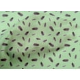 thumbnail image 4 of oneOone Cotton Cambric Fabric Bird Feather Print Fabric by Yard 56 Inch Wide, 4 of 4