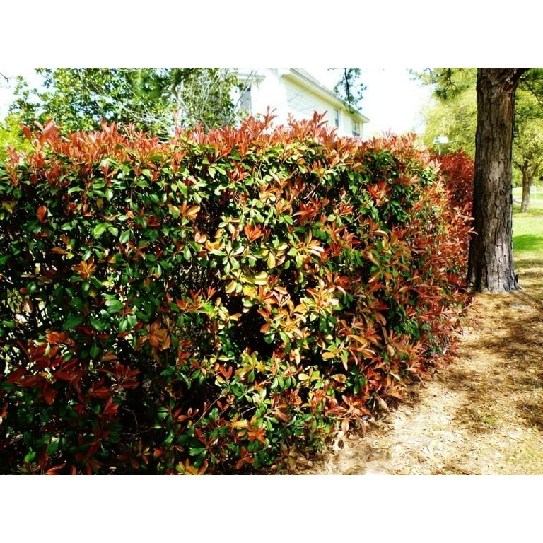 Photinia Red Tip 1 Extra Large 3 Gallon Plant Photinia x Fraseri Evergreen Landscape Hedge Shrub