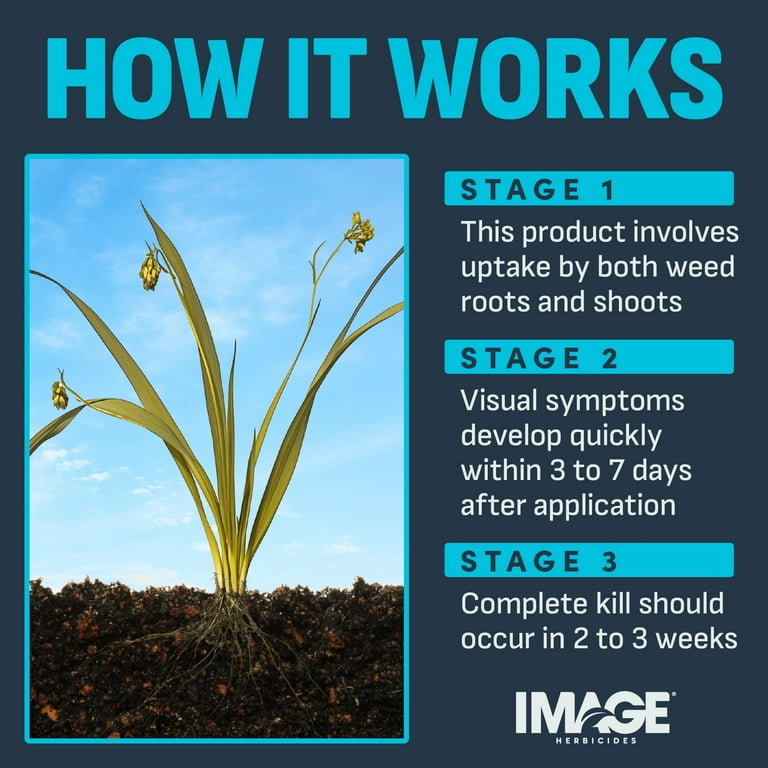 Powerful Image All-in-One Lawn Weed Killer Herbicide, 24 oz. Concentrate -  Walmart.com