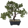 thumbnail image 2 of Vickerman 12 Pouces Pin en Pot Bonsai Tree - TA192012, 2 of 4