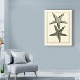 thumbnail image 3 of Trademark Fine Art 'Antique Blue Starfish I' Canvas Art by Vision Studio, 3 of 4