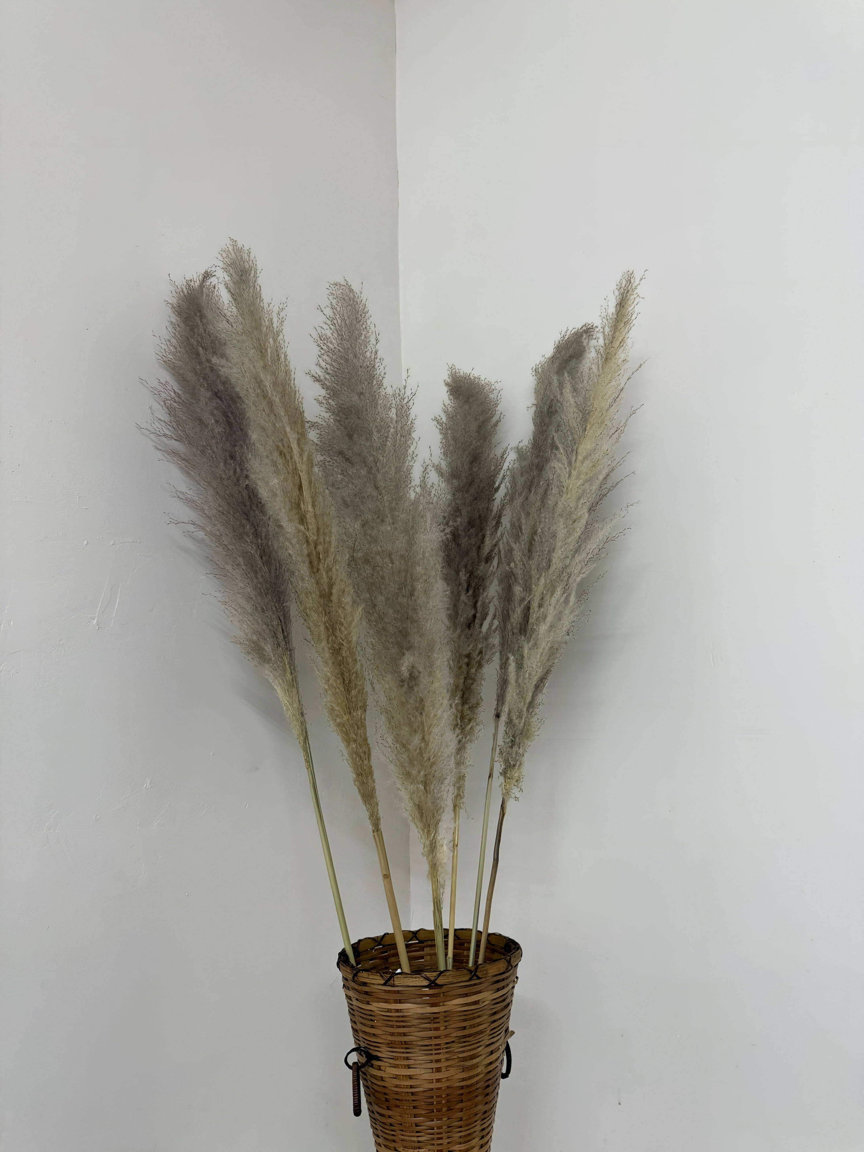 CalCastle Craft 48" Jumbo Pure-White Pampas Reeds 3 Pieces Fluffy Natural Dry Preserved Pampas Reed Stems