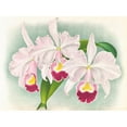 thumbnail image 2 of Jean Jules Linden 14x11 Gold Ornate Wood Frame and Double Matted Museum Art Print Titled - Cattleya Trianae Var Martin-Cahuzac (1885-1906), 2 of 4