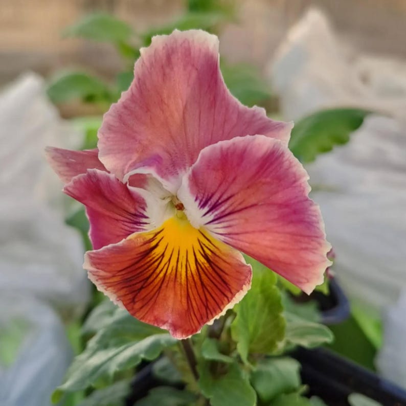 25 Seeds Chianti Mix Pansy - Cold and Draft Resistant - Self-Pollinating - Plant in Late Summer or Early Spring
