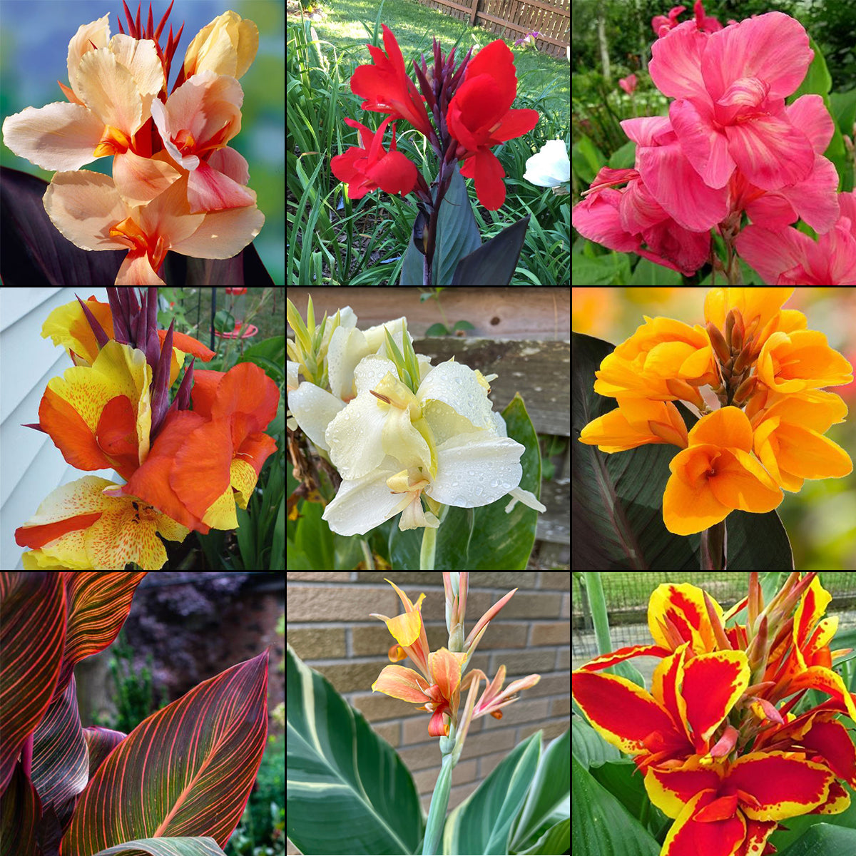 Blue Buddha Farm Canna Lily Mix 3 Mixed Canna Bulbs Easy to Grow Indoor or Outdoor