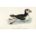 thumbnail image 2 of Puffin, Fratercula Arctica Poster Print By ® Florilegius Mary Evans (36 X 24), 2 of 4