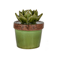 thumbnail image 1 of Ceramic Plant Decoration, 1 of 1