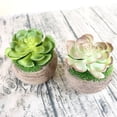 thumbnail image 4 of Joernso 1Pc Plastic Fake Artificial Succulents Plant Bonsai Garden Home Office Decor, 4 of 8
