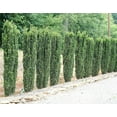 thumbnail image 6 of Sky Pencil Japanese Holly - 1 Large 3 Gallon Plants - Low Maintenance Formal Evergreen Ilex Hedge, 6 of 6
