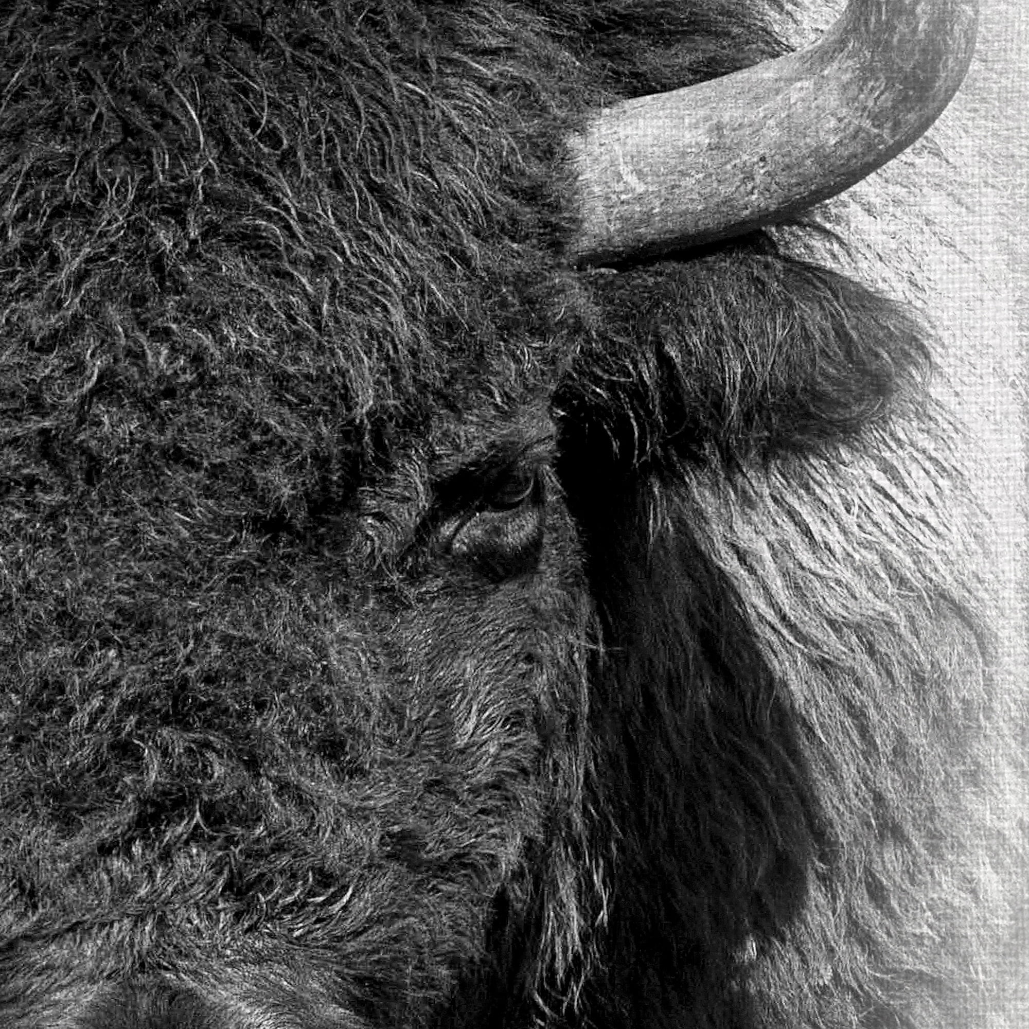 Masterpiece Art Gallery Roaming Wild Bison By Belle Maison Canvas Art Print 22" x 28"