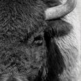 thumbnail image 3 of Masterpiece Art Gallery Roaming Wild Bison By Belle Maison Canvas Art Print 22" x 28", 3 of 4