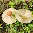 thumbnail image 3 of 2Pcs Finger Cymbals with Wooden Handles Finger Cymbals Percussion Instrument Hand Cymbal, 3 of 7