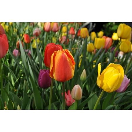 Perennial Tulip Collection LAMINATED POSTER Flowers Tulip Flower Tulips Perennial Holland Poster Print 24 x 36 ()
