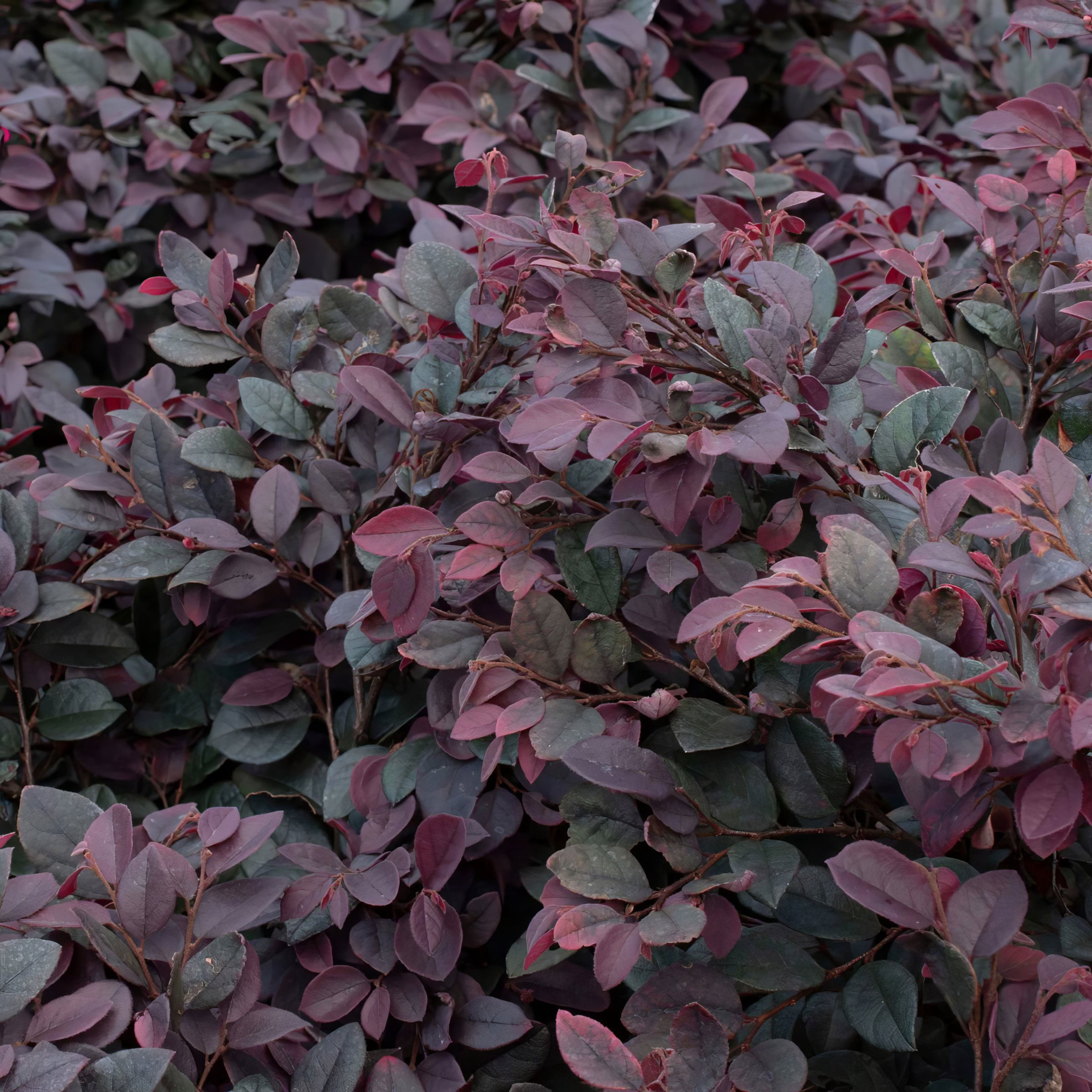 1 gal. Loropetalum Cerise Charm Live Shrub Condition with Full Sunlight