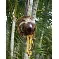 thumbnail image 2 of Large Hawaiian Warrior Ikaika Makaki'i Mask Coconut Shell Feather Helmets. Yellow, 2 of 3