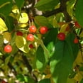 thumbnail image 3 of Brighter Blooms - Proven Winners® Lollipop® Crabapple Tree, 5-6 ft. - No Shipping to AK, AZ, CA, HI, ID, OR, WA, 3 of 5