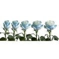 thumbnail image 5 of Painted Light Blue Roses - Farm Direct Fresh Cut Flowers - 50 Stems, 5 of 10