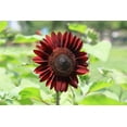 thumbnail image 3 of TomorrowSeeds - Chocolate Cherry Sunflower Seeds - 200+ Count - For 2026 Planting, 3 of 6