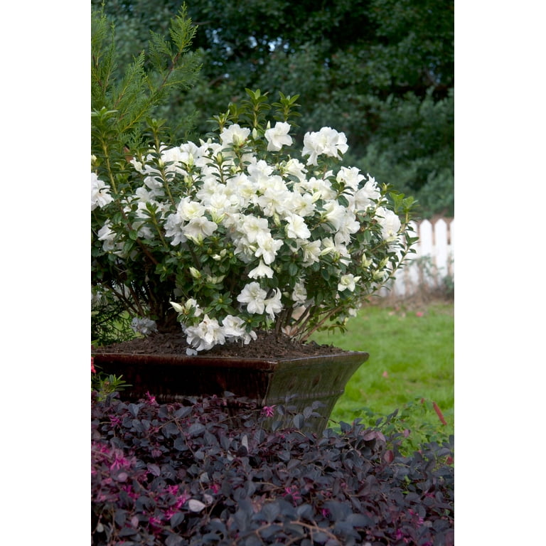 Encore Azalea Autumn Moonlight (3 Gallon) White Flowering Shrub