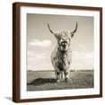 thumbnail image 1 of Close up portrait of Scottish Highland cattle on a farm, Animals Framed Art Print Wall Art by Mark Gemmell Sold by Art.Com, 1 of 5