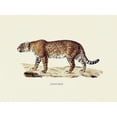 thumbnail image 2 of Schinz, Heinrich Rudolf 14x12 White Modern Wood Framed Museum Art Print Titled - Leopard, 2 of 4