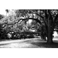 thumbnail image 2 of Hausenflock, Alan 32x23 Gold Ornate Wood Framed with Double Matting Museum Art Print Titled - Charleston Oaks IX, 2 of 4
