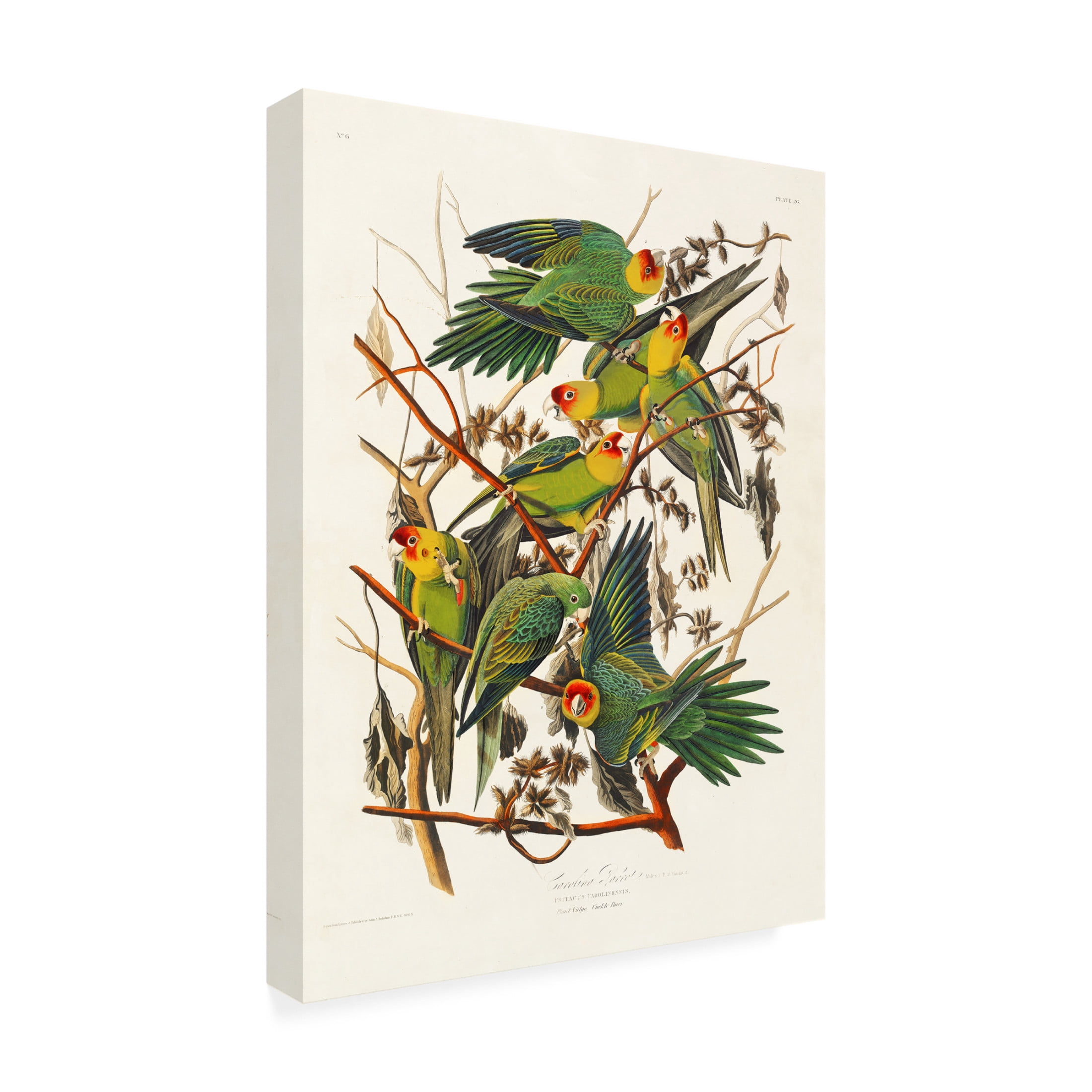 Trademark Fine Art Pictufy Carolina Parrot From Birds of America 1827 Canvas Wall Art
