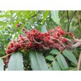 50 STAGHORN SUMAC TREE Rhus Typhina Yellow Flowers Red Berries Seeds