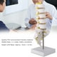 thumbnail image 3 of Modelo De Columna Vertebral Fácil De Demostrar Robusto Conveniente para Almacenar Modelo Educativo Lumbar con Espacio para Tornillos De Fijación para El Hogar ANGGREK Otros, 3 of 8