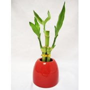 9GreenBox - Lucky Bamboo - Red Ceramic Pot