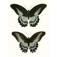 thumbnail image 2 of Vision Studio 12x14 White Modern Wood Framed Museum Art Print Titled - Antique Blue Butterflies II, 2 of 4