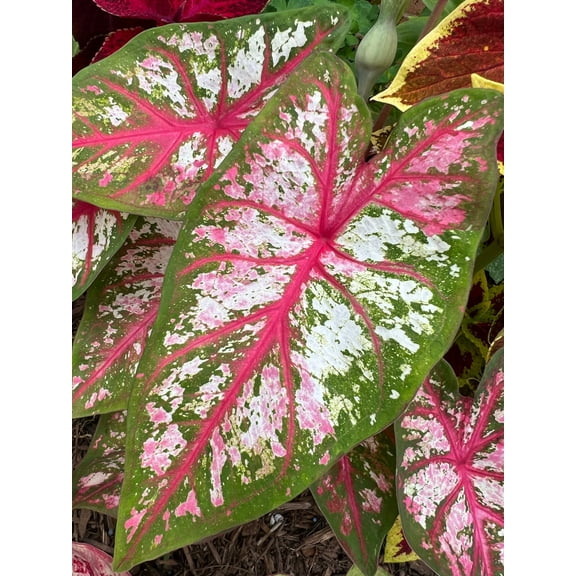 Bottle Rocket Caladium (2 Bulbs)