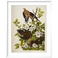thumbnail image 2 of Art.com Carolina Turtledove. Mourning Dove, (Zenaida Macroura), Plate Xvii, from 'The Birds of America' Giclee Print by John James Audubon, White Frame Wall Art, 23" x 29", 2 of 5