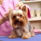 thumbnail image 2 of 10 diademas decorativas para mascotas, accesorios para el pelo de perros, 2 of 8
