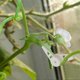 thumbnail image 5 of 60 PCS Adjustable Plant Branch Benders, Low Stress Training Clips, Plant Training Clips, Plant Bender Clips for Plant, White and Green, 5 of 5