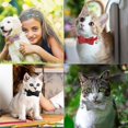 thumbnail image 5 of 4 Pieces 4 Colors Cat Bow Tie Collar With Bell Comfortable Velvet Cat Collar, 5 of 5
