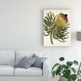 thumbnail image 3 of Trademark Fine Art 'Antique Protea III' Canvas Art by Unknown, 3 of 4