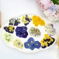 thumbnail image 3 of pitrice Pressed Non-Edible Flowers, Fashion Accessories. Durable. Cake Embellishments, Prom Resin Projects. Vibrant Colors Colorful 96 Film（B）, 3 of 6