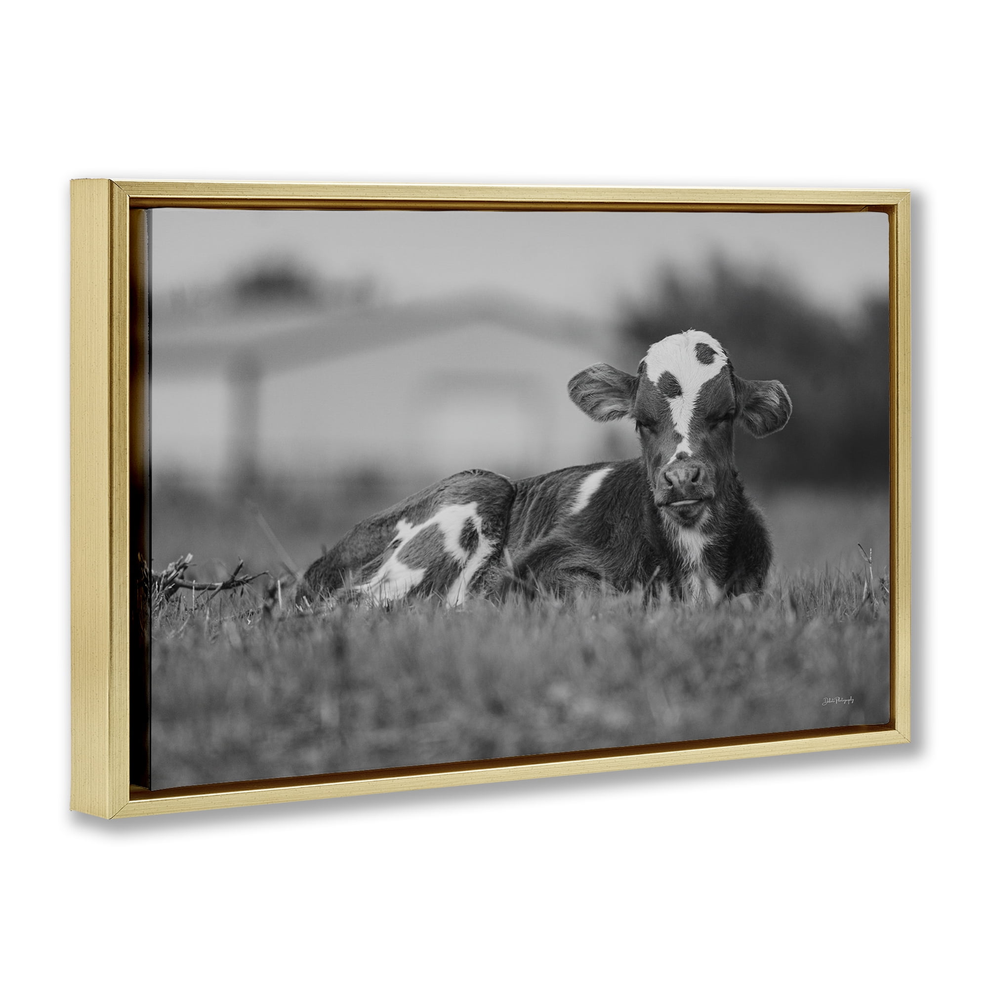 Stupell Industries Resting Cow in Grass Animals & Insects Photography Gold Floater Framed Canvas Art Print Wall Art, 25 x 17
