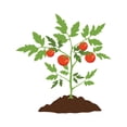 thumbnail image 2 of CafePress - Tomato Plant 3.5 Button - 3.5" Button, 2 of 3